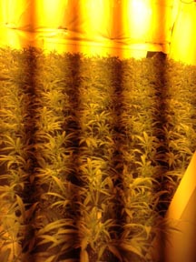 Cannabis bridge 1