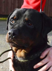Tiny-Rott-2