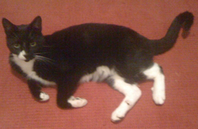 Zebedee