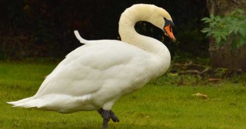 swan