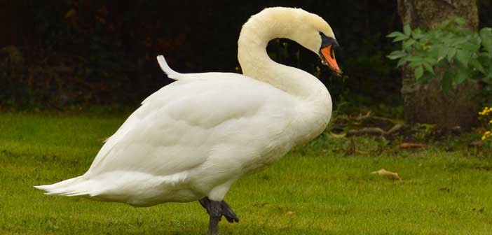 swan