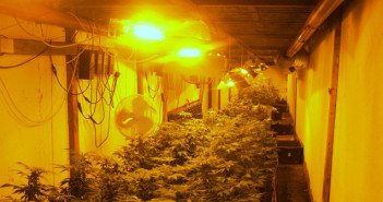 cannabis daresbury