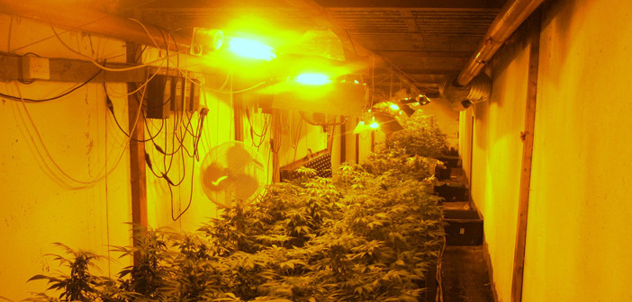 cannabis daresbury