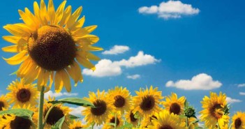 sunflowers