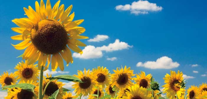 sunflowers