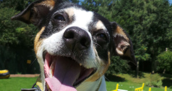 beau the dog