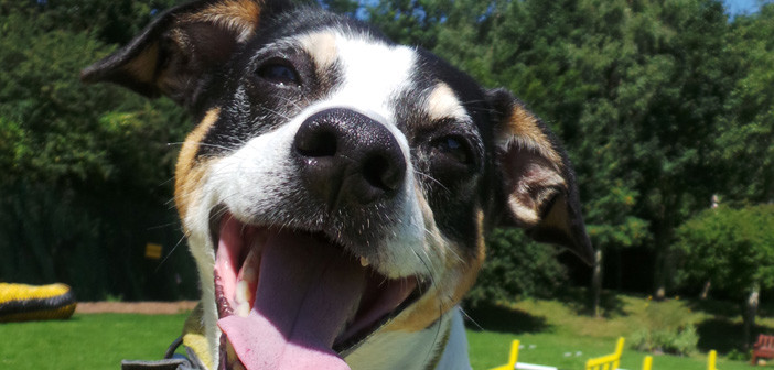 beau the dog