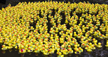 duck race
