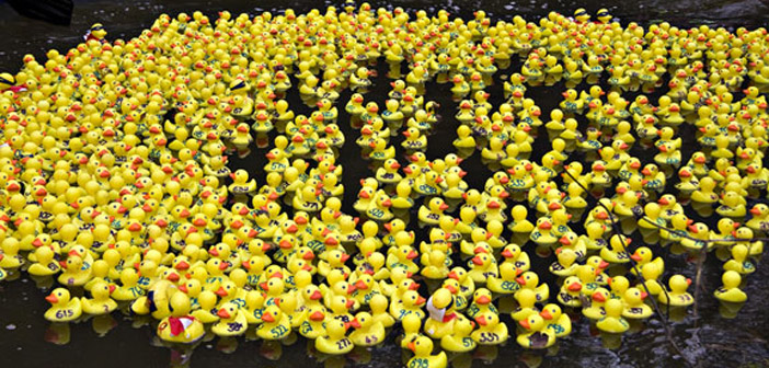 Duck-Race-which-way