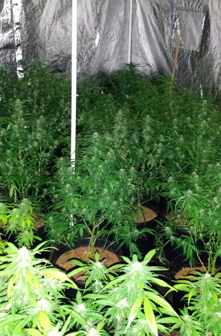 The cannabis farm uncovered in Latchford