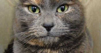 cora the cat