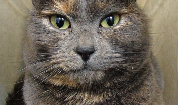 cora the cat