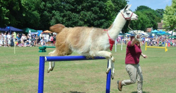 llama