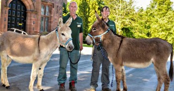 donkeys
