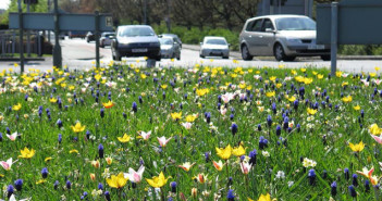 wild flowers