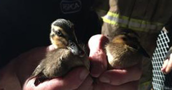 ducklings rescue