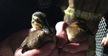 ducklings rescue