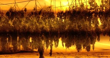 orford cannabis