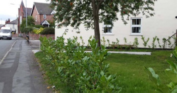 bushes