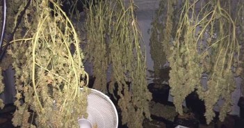 cannabis