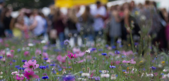 festival-flowers