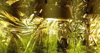 cannabis