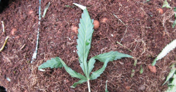 dumped cannabis