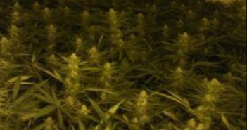 cannabis