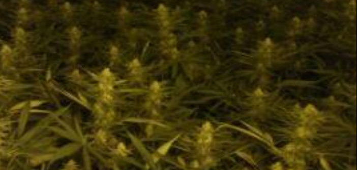cannabis