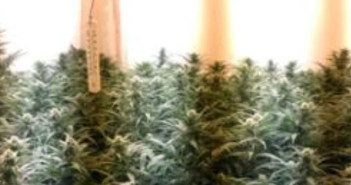 cannabis