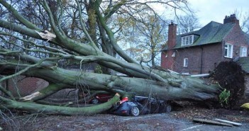 tree crushed