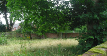 grass