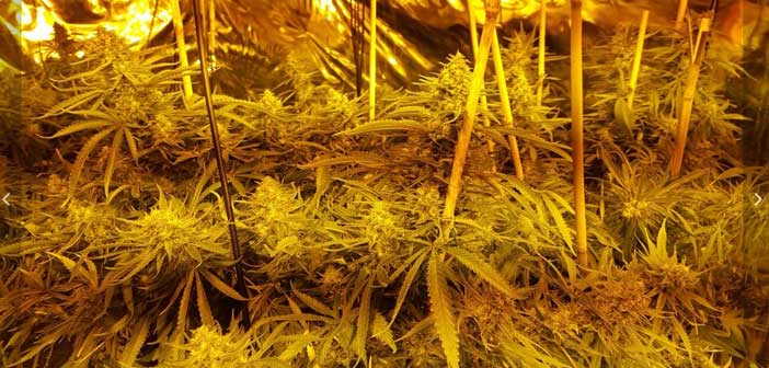 HowleyCannabis3
