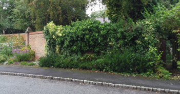bushes