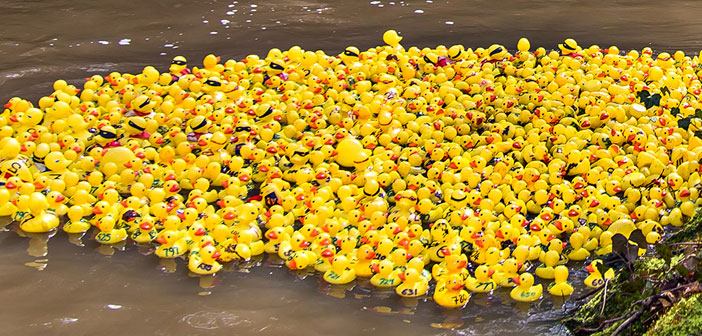 Lymm Duck Race