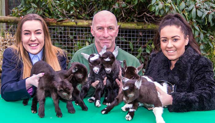 Zoo hit for six with pygmy goat baby boom