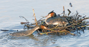 grebe