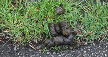 dog poo
