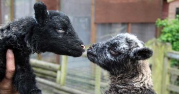 lambs