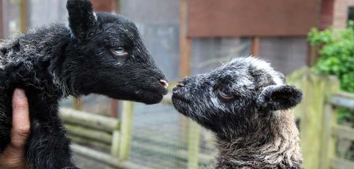 lambs