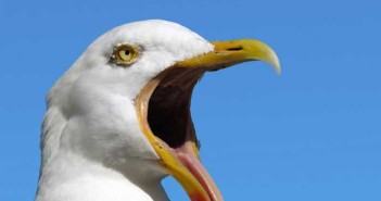 seagull