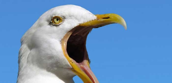 seagull