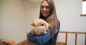 rabbit
