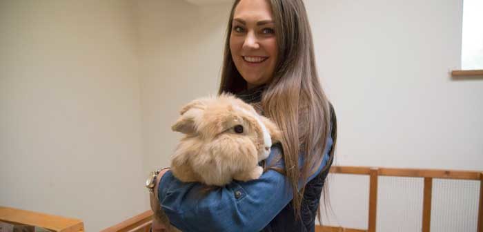 rabbit