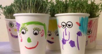 flower pots