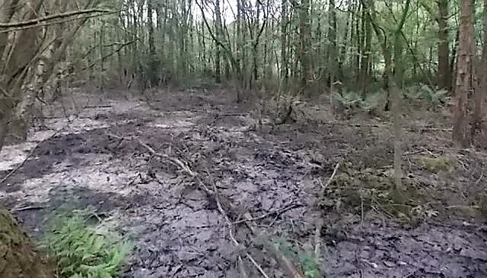 risley-moss2