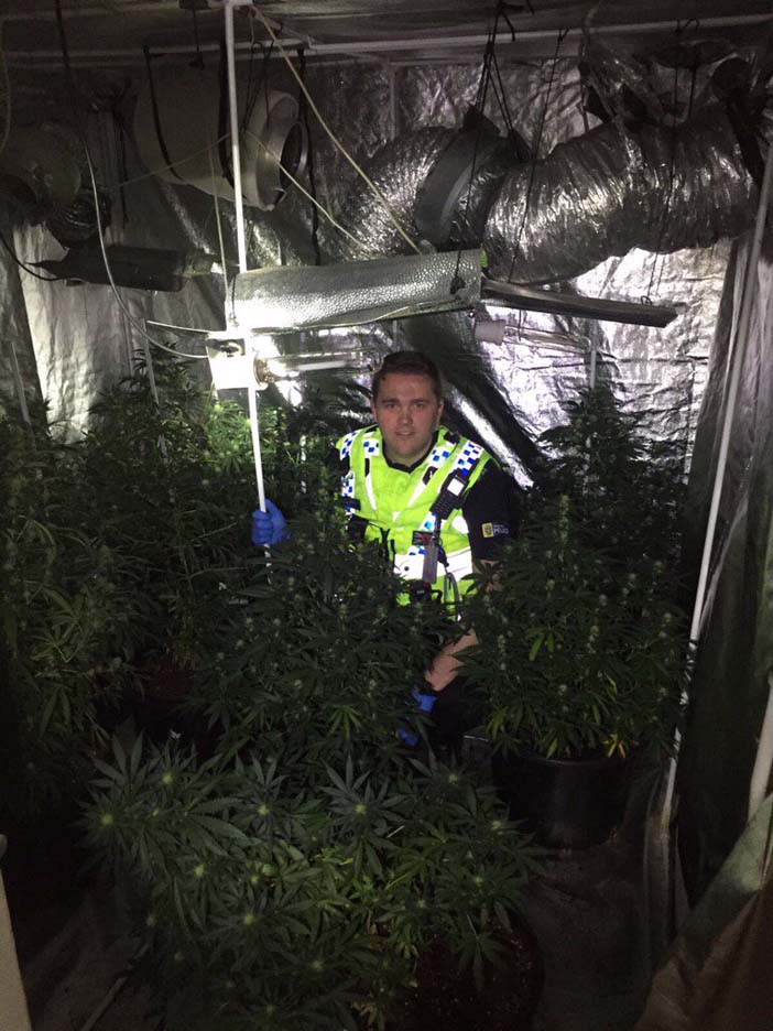 Police uncovering the cannabis farm