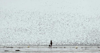 Bird 'flu
