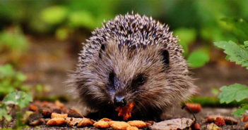 Wildlife Trust