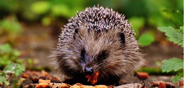 Wildlife Trust asks people to “help a hog” this autumn